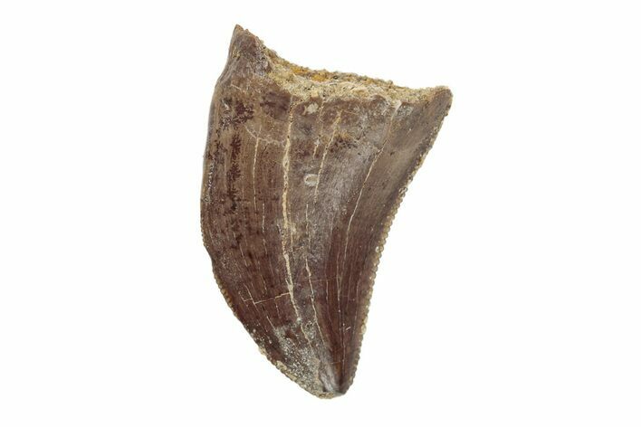 Serrated, Theropod Tooth - Hell Creek Formation #204211